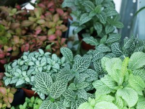 Indoor plants in Dubai Garden Centre