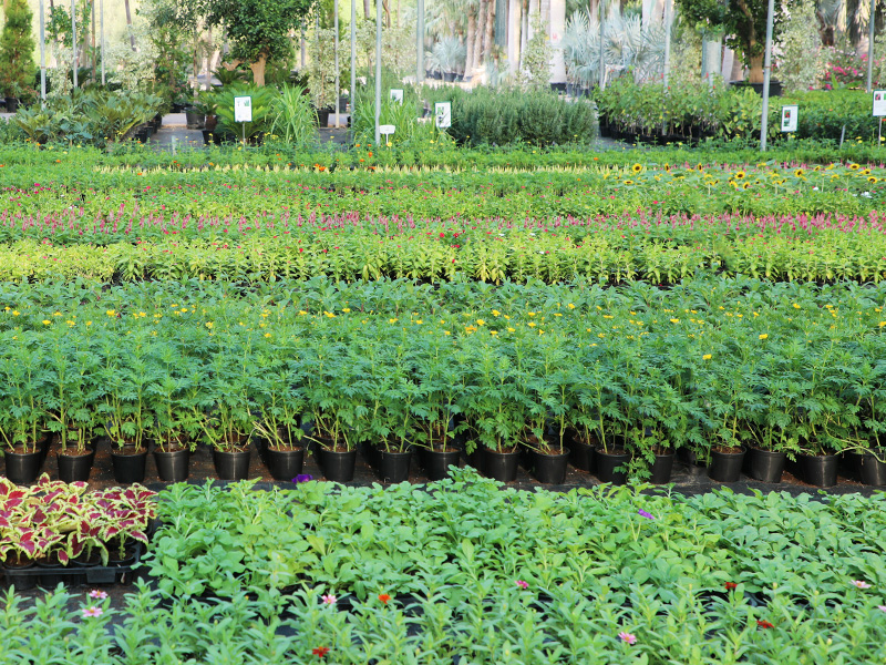 No.1 Best Plant Nursery in UAE Desert Group Best Landscaping