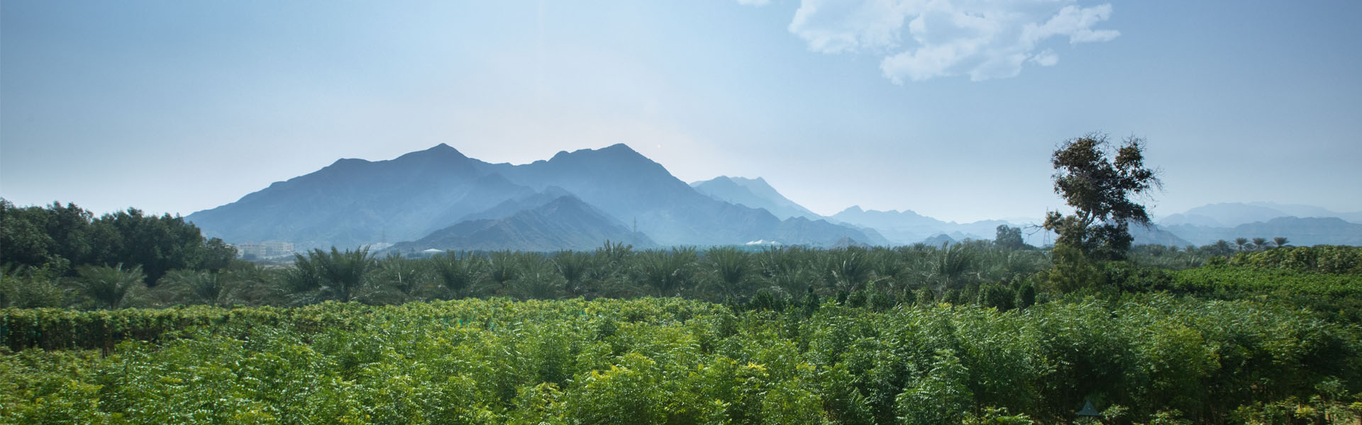 Wahat Al Sahraa Plant Nursery Northern Emirates