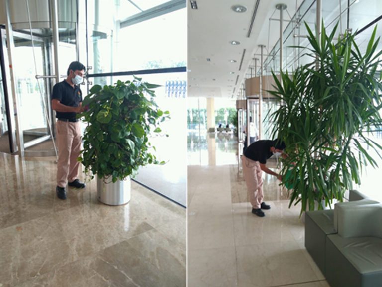 Dubai World Trade Centre Maintenance by Plantscapes