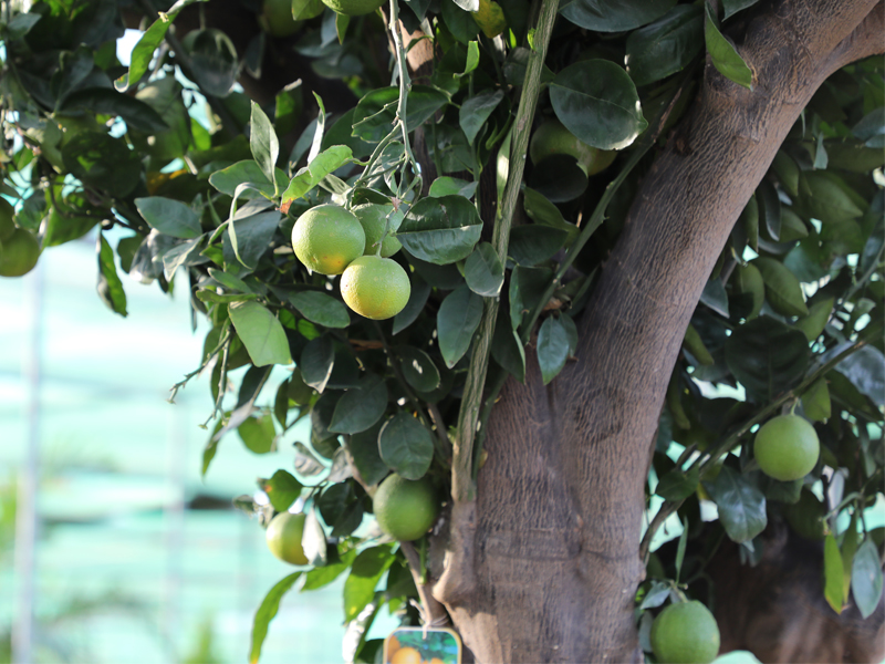 Adaptive fruit trees nursery, Wahat Al Sahraa