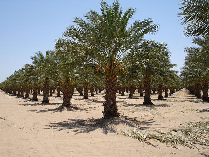 Native palms nursery, Wahat Al Sahraa
