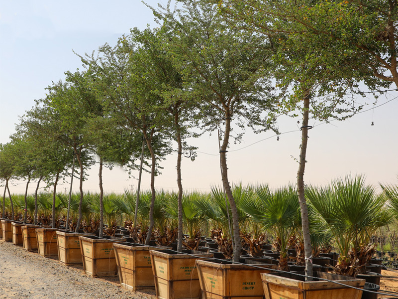 Native plants nursery, Wahat Al Sahraa