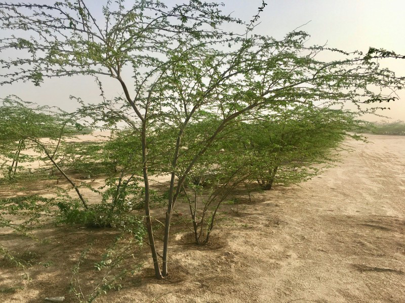 Native trees nursery, Wahat Al Sahraa