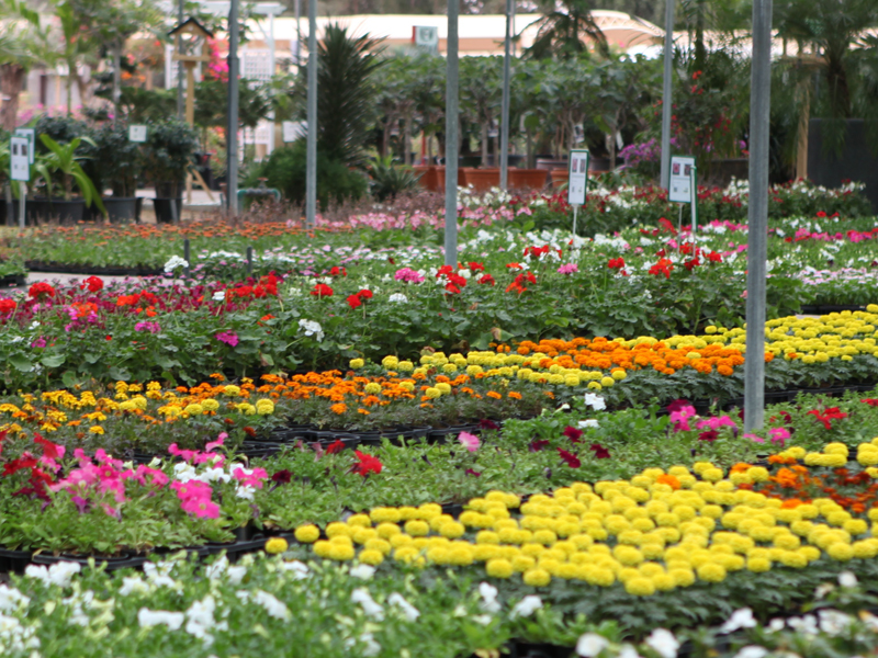 Seasonal plant nursery, Wahat Al Sahraa