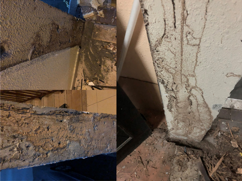 Termite controlling in a Residential Permis