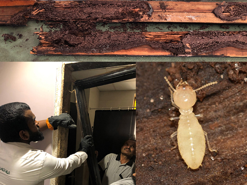 Termite controlling in a Residential Permis