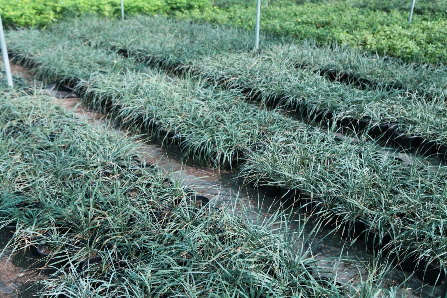 No.1 Best Plant Nursery in UAE Desert Group Best Landscaping