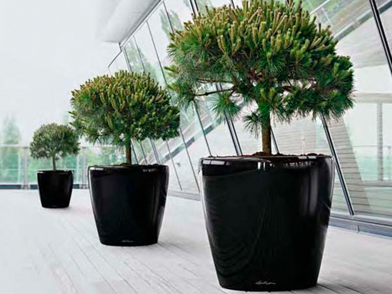 supply-and-installation-of-plants-1