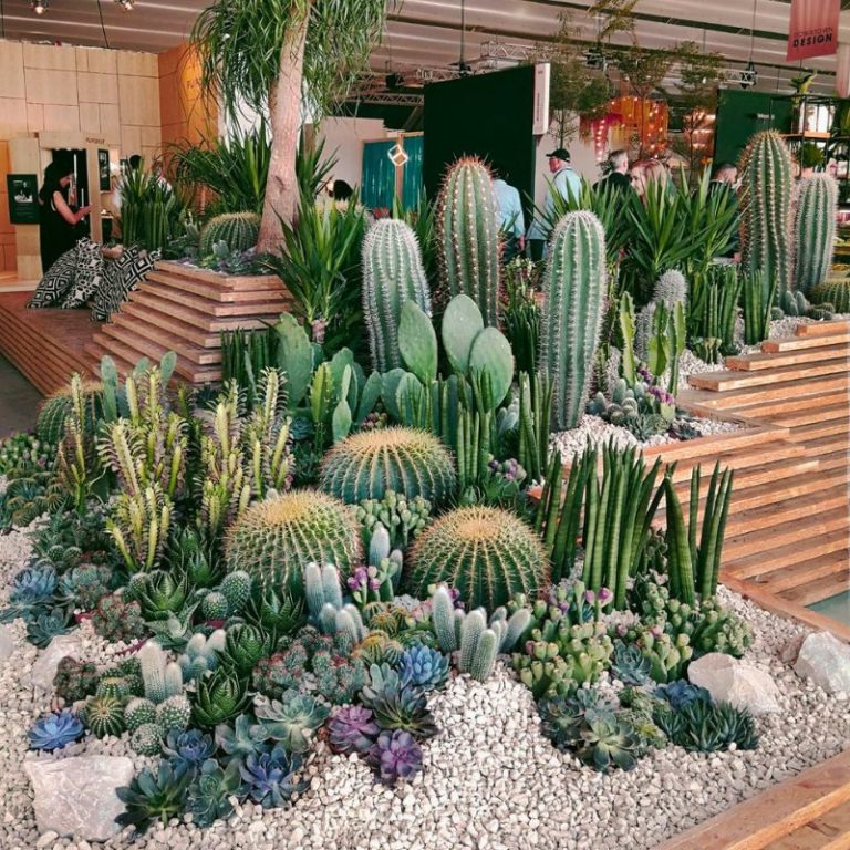 Xeriscape-inspired-desin-indoors
