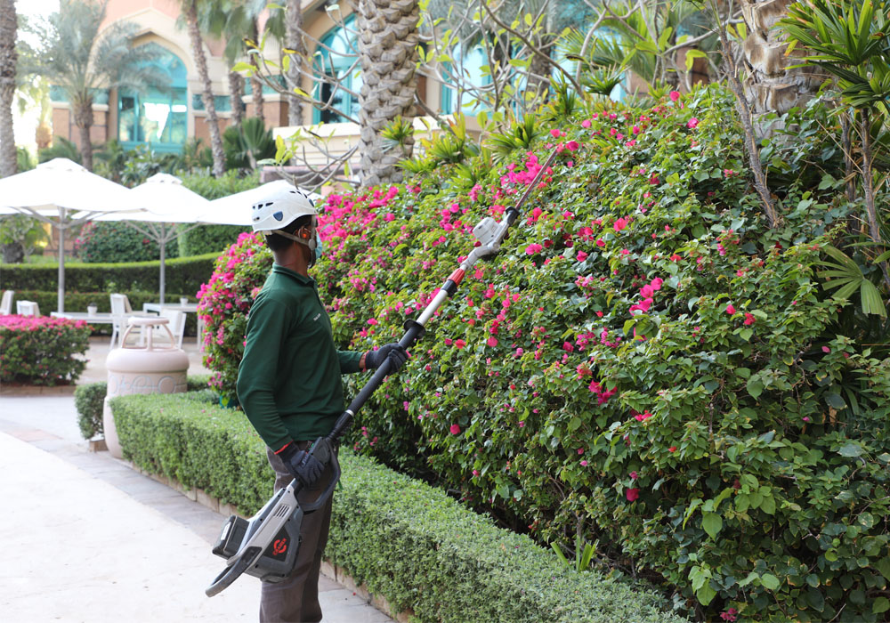 Careful, skilled pruning at a luxury hotel property — the kind of detail our clients rely on.