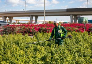 Desert-Group-staff-doing-landscape-maintenance-at-a-public-project