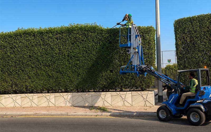 Hedge-trimming-landscape-maintenance-desert-group-landscape-maintenance