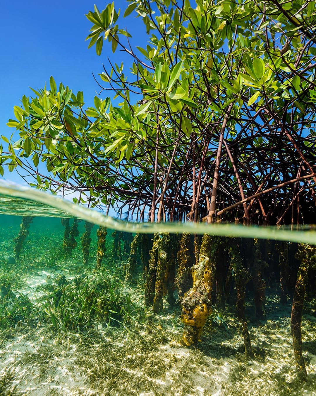 Blue-Carbon-and-ESG-Advisory