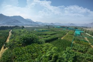 Aerial view of Wahat Al Sahraa nursery by Desert Group showing large scale tree and plant production for sustainable desert landscaping in the UAE