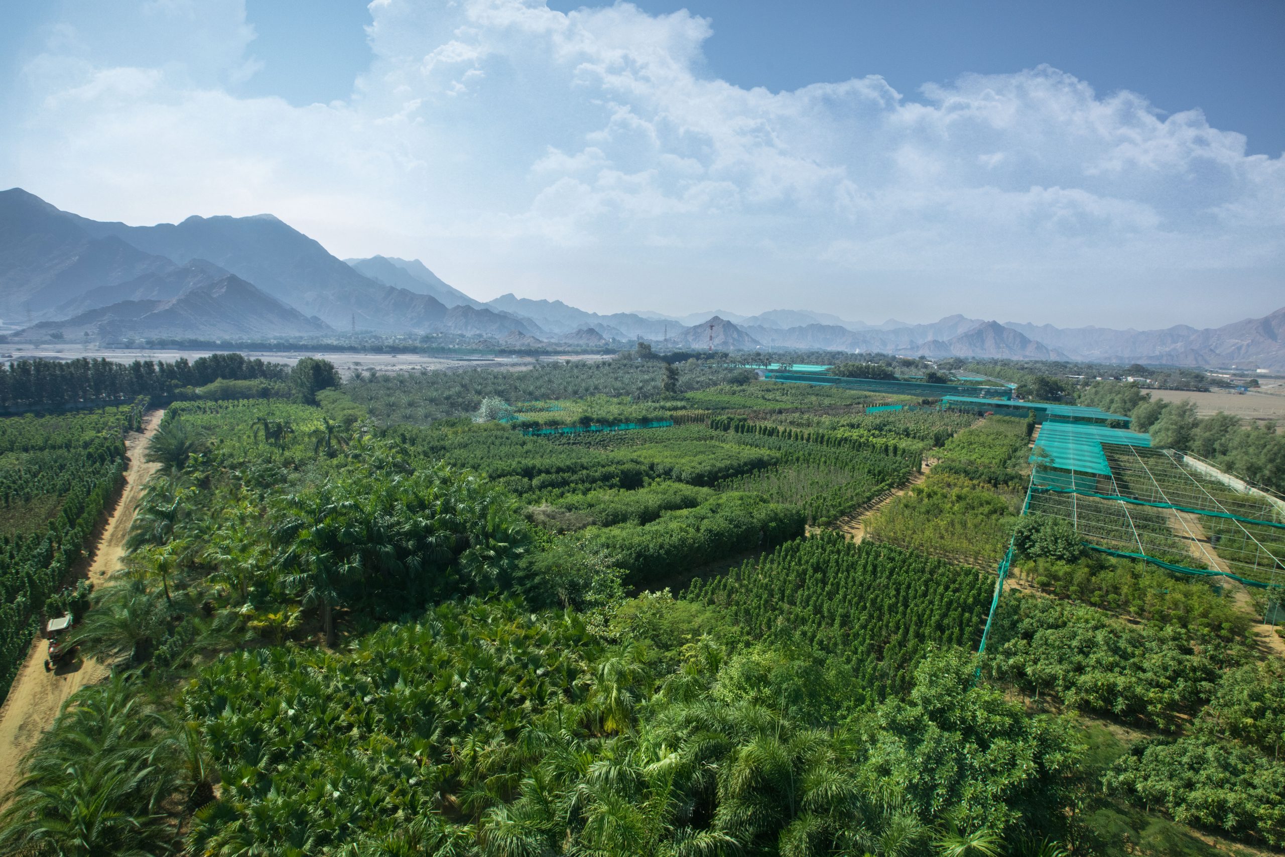 Aerial view of Wahat Al Sahraa nursery by Desert Group showing large scale tree and plant production for sustainable desert landscaping in the UAE