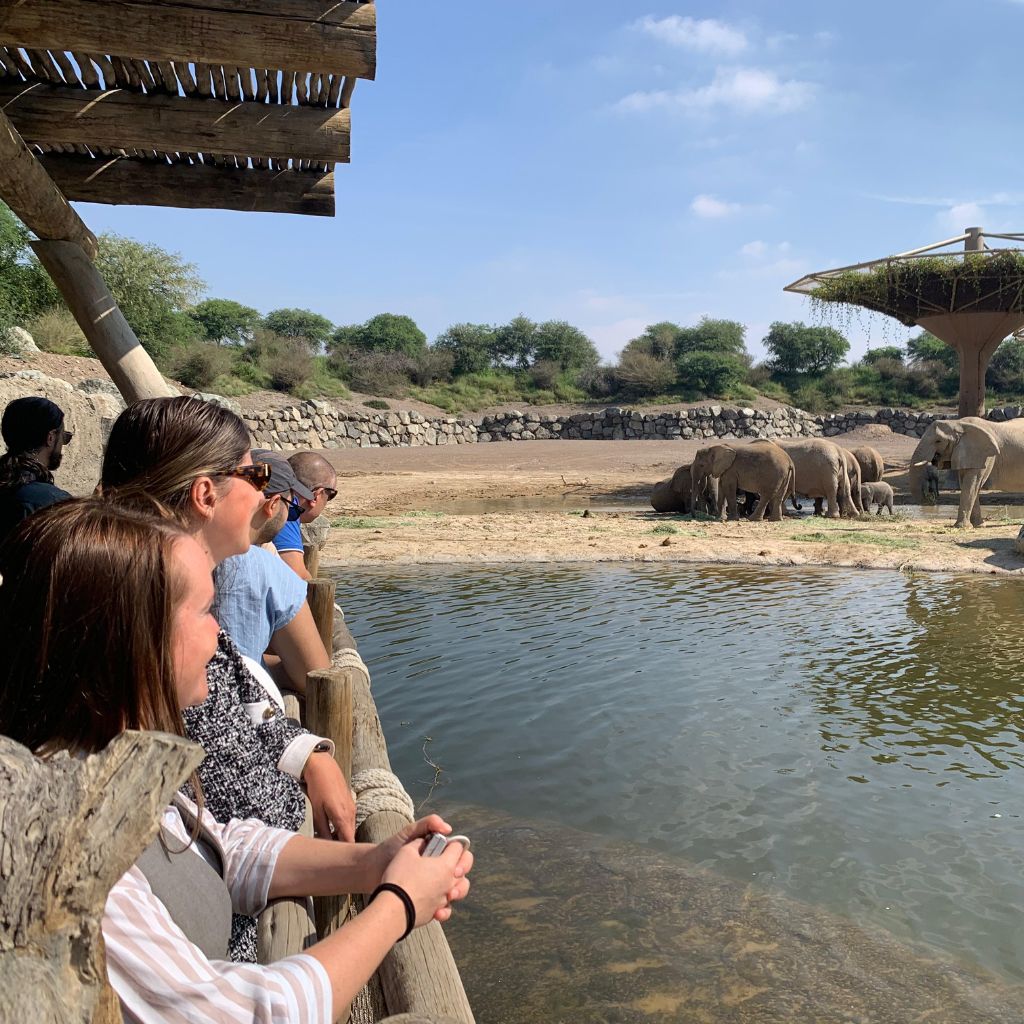 Guests observing wildlife habitat supported by ecological engineering and nature-based solutions at Sharjah Safari.