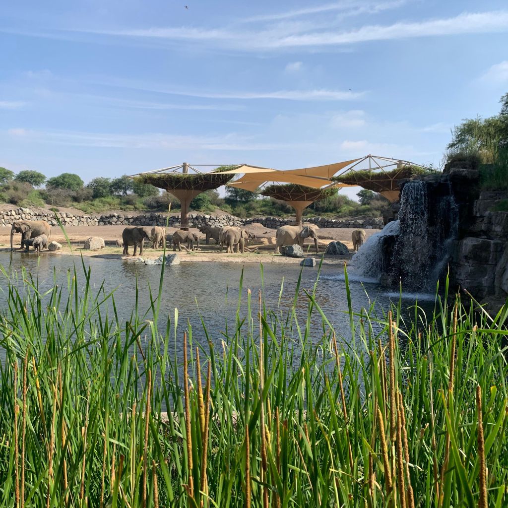 Constructed wetland system at Sharjah Safari demonstrating natural water filtration, habitat support, and ecological infrastructure development.